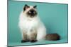 Chocolate Point Persian Cat-null-Mounted Photographic Print