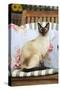 Chocolate Point Siamese Cat Sitting on a Garden Chair-null-Stretched Canvas