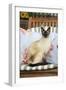 Chocolate Point Siamese Cat Sitting on a Garden Chair-null-Framed Photographic Print