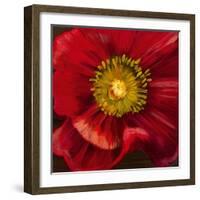 Chocolate Poppy I-Dysart-Framed Giclee Print