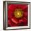 Chocolate Poppy I-Dysart-Framed Giclee Print