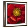 Chocolate Poppy I-Dysart-Framed Giclee Print