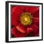 Chocolate Poppy I-Dysart-Framed Giclee Print