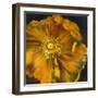 Chocolate Poppy IV-Dysart-Framed Giclee Print