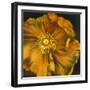 Chocolate Poppy IV-Dysart-Framed Giclee Print