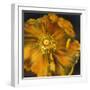 Chocolate Poppy IV-Dysart-Framed Giclee Print