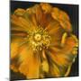 Chocolate Poppy IV-Dysart-Mounted Giclee Print