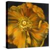 Chocolate Poppy IV-Dysart-Stretched Canvas
