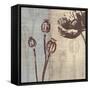 Chocolate Poppy-Tandi Venter-Framed Stretched Canvas