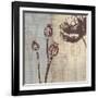 Chocolate Poppy-Tandi Venter-Framed Art Print