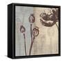 Chocolate Poppy-Tandi Venter-Framed Stretched Canvas