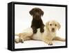 Chocolate Retriever Puppy Lying over a Yellow Retriever Puppy-Jane Burton-Framed Stretched Canvas