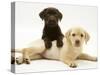 Chocolate Retriever Puppy Lying over a Yellow Retriever Puppy-Jane Burton-Stretched Canvas