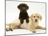 Chocolate Retriever Puppy Lying over a Yellow Retriever Puppy-Jane Burton-Mounted Photographic Print