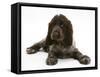 Chocolate Roan Cocker Spaniel Puppy, Topaz, 12 Weeks, Lying Down-Mark Taylor-Framed Stretched Canvas