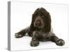Chocolate Roan Cocker Spaniel Puppy, Topaz, 12 Weeks, Lying Down-Mark Taylor-Stretched Canvas