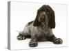 Chocolate Roan Cocker Spaniel Puppy, Topaz, 12 Weeks, Lying Down-Mark Taylor-Stretched Canvas