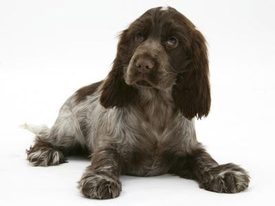 chocolate roan spaniel