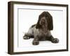 Chocolate Roan Cocker Spaniel Puppy, Topaz, 12 Weeks, Lying Down-Mark Taylor-Framed Photographic Print