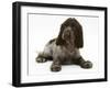 Chocolate Roan Cocker Spaniel Puppy, Topaz, 12 Weeks, Lying Down-Mark Taylor-Framed Photographic Print