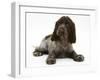 Chocolate Roan Cocker Spaniel Puppy, Topaz, 12 Weeks, Lying Down-Mark Taylor-Framed Photographic Print