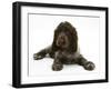 Chocolate Roan Cocker Spaniel Puppy, Topaz, 12 Weeks, Lying Down-Mark Taylor-Framed Photographic Print