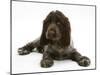 Chocolate Roan Cocker Spaniel Puppy, Topaz, 12 Weeks, Lying Down-Mark Taylor-Mounted Photographic Print