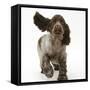 Chocolate Roan Cocker Spaniel Puppy, Topaz, 12 Weeks, Running with Ears Flapping-Mark Taylor-Framed Stretched Canvas