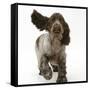 Chocolate Roan Cocker Spaniel Puppy, Topaz, 12 Weeks, Running with Ears Flapping-Mark Taylor-Framed Stretched Canvas