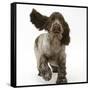 Chocolate Roan Cocker Spaniel Puppy, Topaz, 12 Weeks, Running with Ears Flapping-Mark Taylor-Framed Stretched Canvas