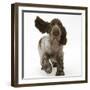 Chocolate Roan Cocker Spaniel Puppy, Topaz, 12 Weeks, Running with Ears Flapping-Mark Taylor-Framed Premium Photographic Print