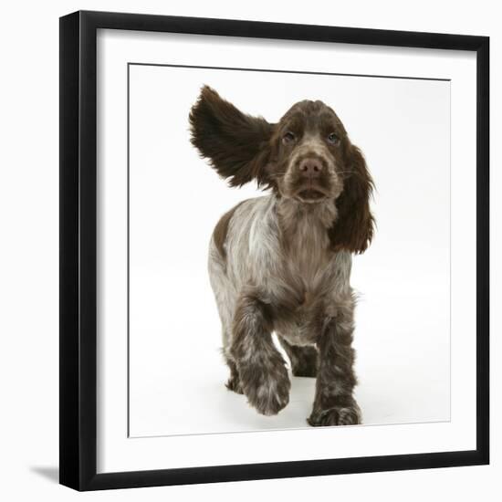 Chocolate Roan Cocker Spaniel Puppy, Topaz, 12 Weeks, Running with Ears Flapping-Mark Taylor-Framed Premium Photographic Print