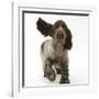 Chocolate Roan Cocker Spaniel Puppy, Topaz, 12 Weeks, Running with Ears Flapping-Mark Taylor-Framed Premium Photographic Print