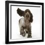 Chocolate Roan Cocker Spaniel Puppy, Topaz, 12 Weeks, Running with Ears Flapping-Mark Taylor-Framed Premium Photographic Print