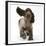 Chocolate Roan Cocker Spaniel Puppy, Topaz, 12 Weeks, Running with Ears Flapping-Mark Taylor-Framed Premium Photographic Print