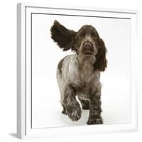 Chocolate Roan Cocker Spaniel Puppy, Topaz, 12 Weeks, Running with Ears Flapping-Mark Taylor-Framed Premium Photographic Print