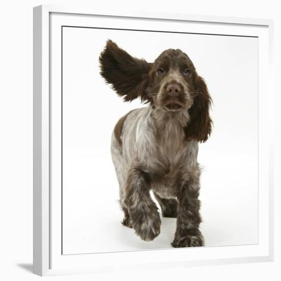 Chocolate Roan Cocker Spaniel Puppy, Topaz, 12 Weeks, Running with Ears Flapping-Mark Taylor-Framed Premium Photographic Print