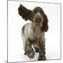 Chocolate Roan Cocker Spaniel Puppy, Topaz, 12 Weeks, Running with Ears Flapping-Mark Taylor-Mounted Premium Photographic Print