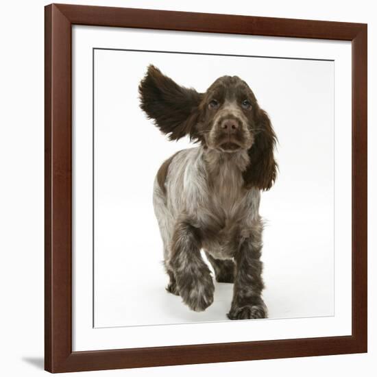 Chocolate Roan Cocker Spaniel Puppy, Topaz, 12 Weeks, Running with Ears Flapping-Mark Taylor-Framed Premium Photographic Print