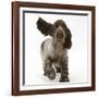 Chocolate Roan Cocker Spaniel Puppy, Topaz, 12 Weeks, Running with Ears Flapping-Mark Taylor-Framed Premium Photographic Print