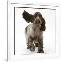 Chocolate Roan Cocker Spaniel Puppy, Topaz, 12 Weeks, Running with Ears Flapping-Mark Taylor-Framed Photographic Print