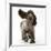 Chocolate Roan Cocker Spaniel Puppy, Topaz, 12 Weeks, Running with Ears Flapping-Mark Taylor-Framed Photographic Print