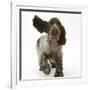 Chocolate Roan Cocker Spaniel Puppy, Topaz, 12 Weeks, Running with Ears Flapping-Mark Taylor-Framed Photographic Print