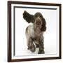 Chocolate Roan Cocker Spaniel Puppy, Topaz, 12 Weeks, Running with Ears Flapping-Mark Taylor-Framed Photographic Print