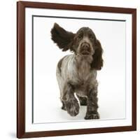 Chocolate Roan Cocker Spaniel Puppy, Topaz, 12 Weeks, Running with Ears Flapping-Mark Taylor-Framed Photographic Print