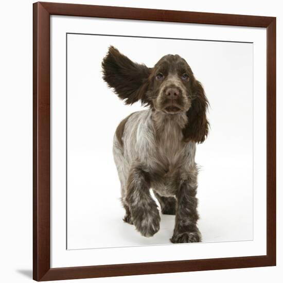 Chocolate Roan Cocker Spaniel Puppy, Topaz, 12 Weeks, Running with Ears Flapping-Mark Taylor-Framed Photographic Print