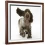 Chocolate Roan Cocker Spaniel Puppy, Topaz, 12 Weeks, Running with Ears Flapping-Mark Taylor-Framed Photographic Print