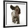 Chocolate Roan Cocker Spaniel Puppy, Topaz, 12 Weeks, Running with Ears Flapping-Mark Taylor-Framed Photographic Print