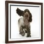 Chocolate Roan Cocker Spaniel Puppy, Topaz, 12 Weeks, Running with Ears Flapping-Mark Taylor-Framed Photographic Print