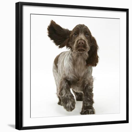 Chocolate Roan Cocker Spaniel Puppy, Topaz, 12 Weeks, Running with Ears Flapping-Mark Taylor-Framed Photographic Print